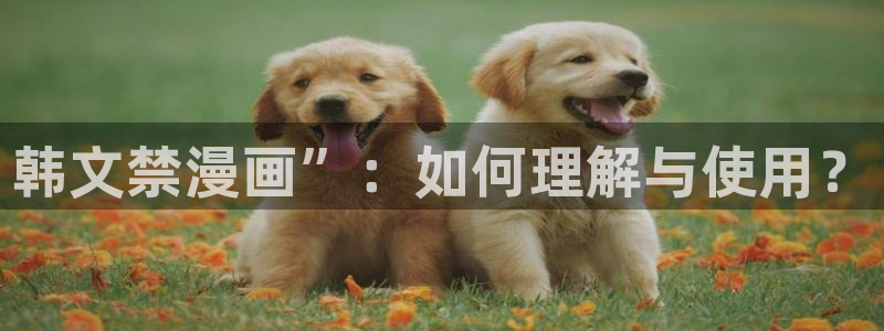 51漫画免费动漫在线观看阅读：韩文禁漫画”：如何理解与使用？